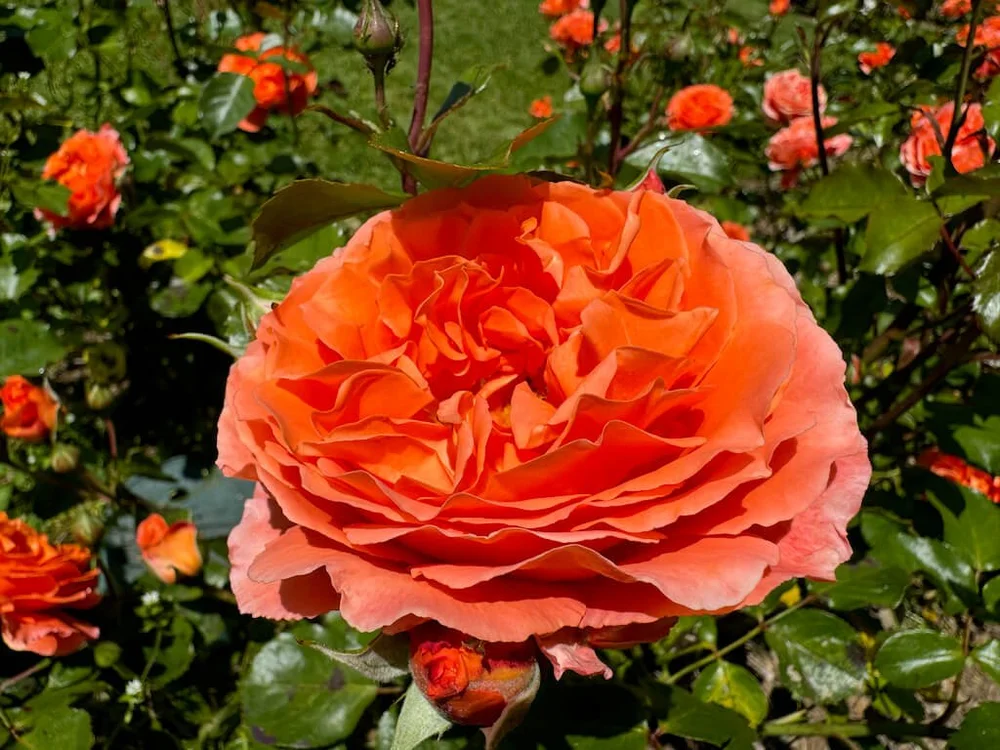 Rosa 'Meipluvia' (Adobe Sunrise Floribunda Rose) — Northwest Blooms